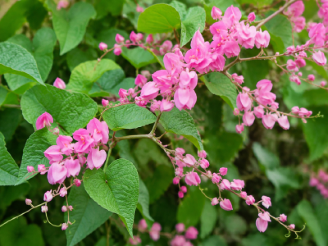 Antigonon leptopus