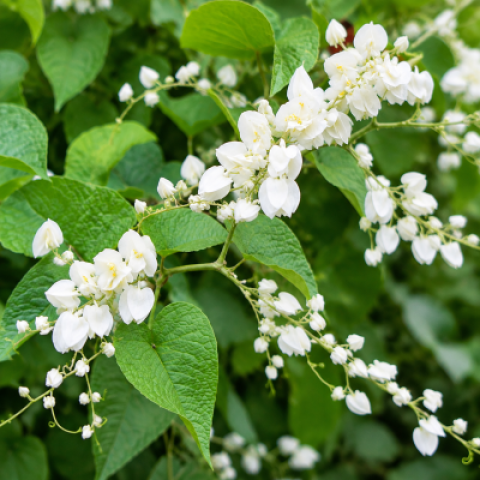 Antigonon leptopus