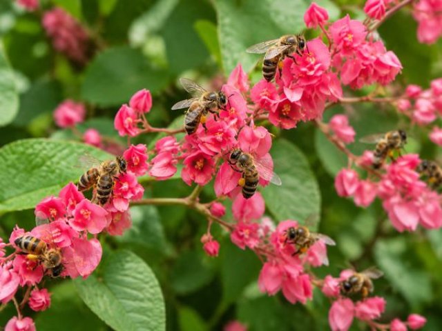 Antigonon leptopus