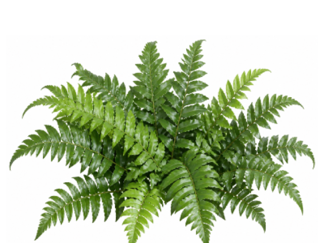 Cyrtomium falcatum