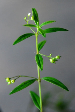 Oldenlandia corymbosa 