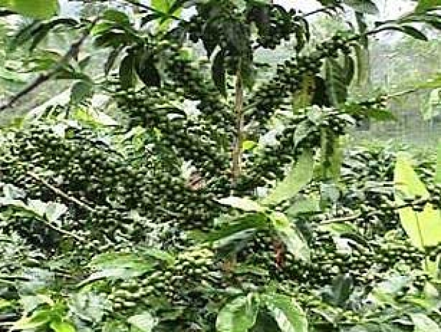 Coffea arabica 