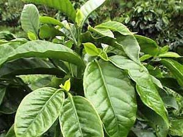 Coffea arabica 