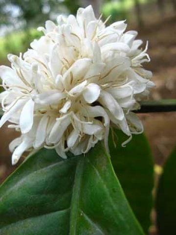 Coffea arabica 