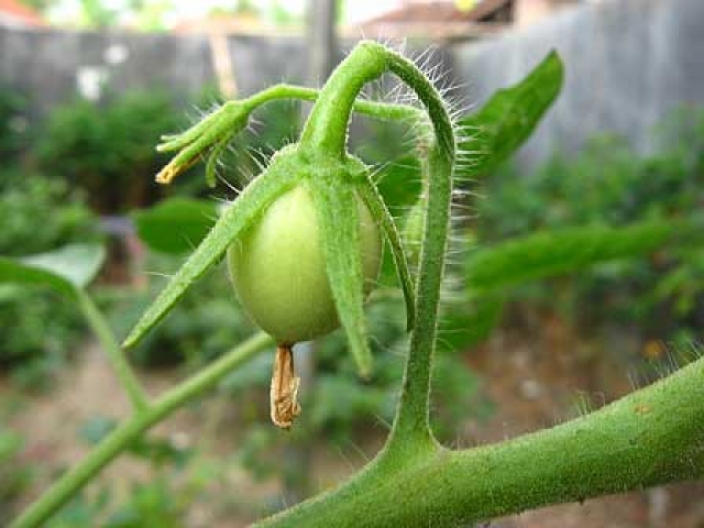 Solanum lycopersicum 