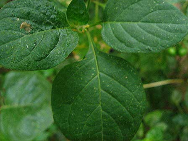 Solanum nigrum 