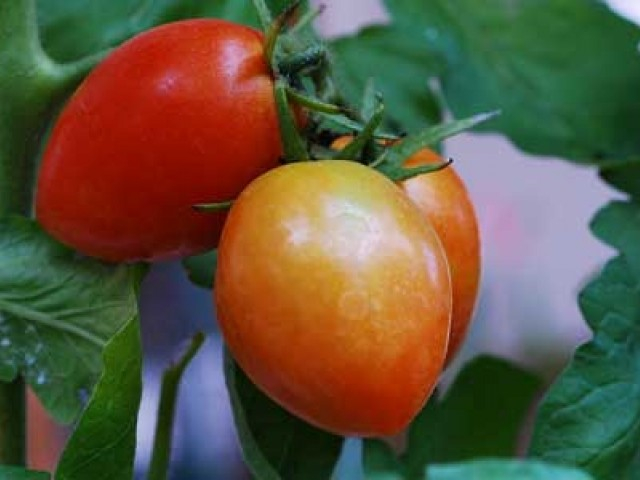 Solanum lycopersicum