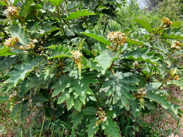 Solanum chrysotrichum 