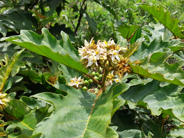 Solanum chrysotrichum 