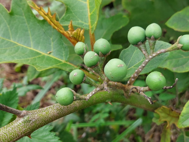 Solanum chrysotrichum 