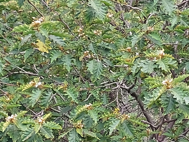 Solanum chrysotrichum 