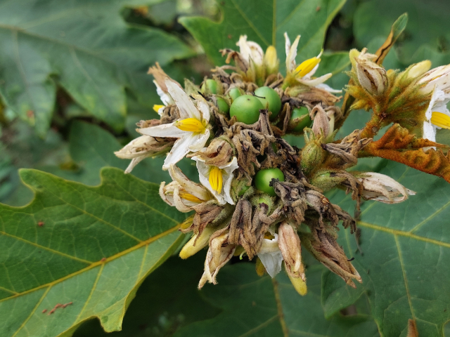 Solanum chrysotrichum 