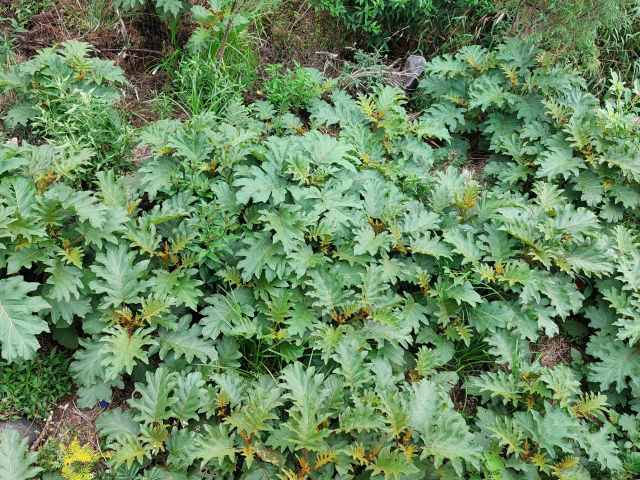 Solanum chrysotrichum 