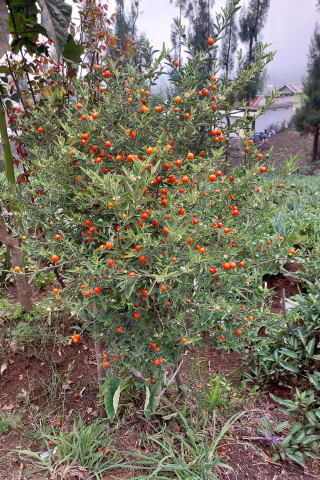 Solanum pseudocapsicum 