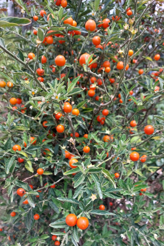 Solanum pseudocapsicum 