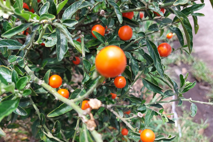 Solanum pseudocapsicum 