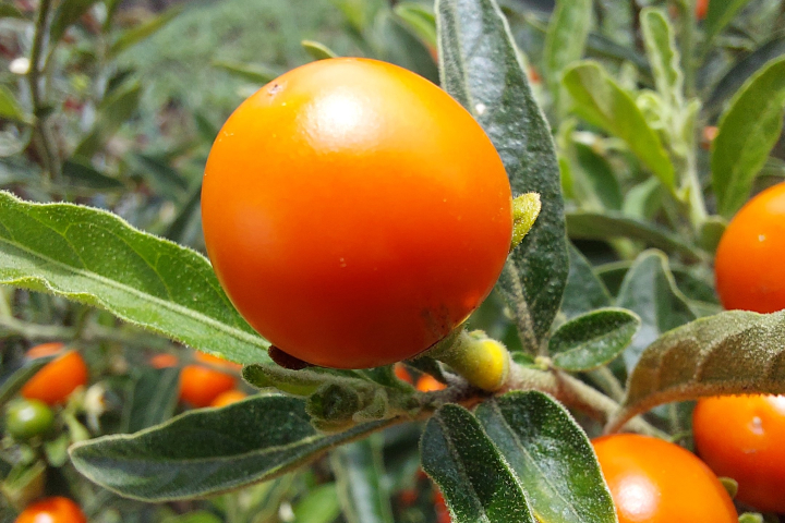 Solanum pseudocapsicum 