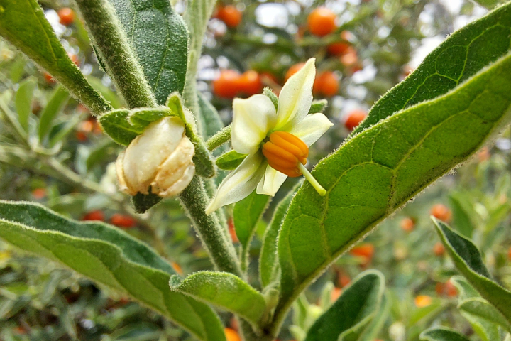 Solanum pseudocapsicum 