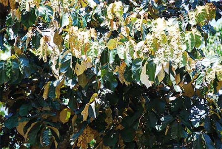 Pterospermum diversifolium 
