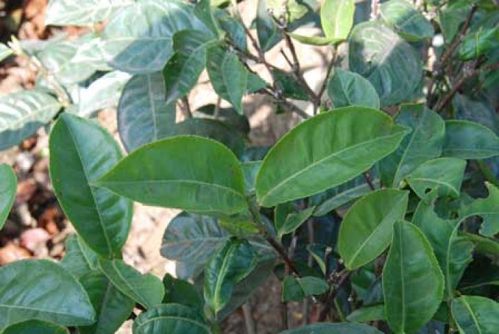 Camellia sinensis 