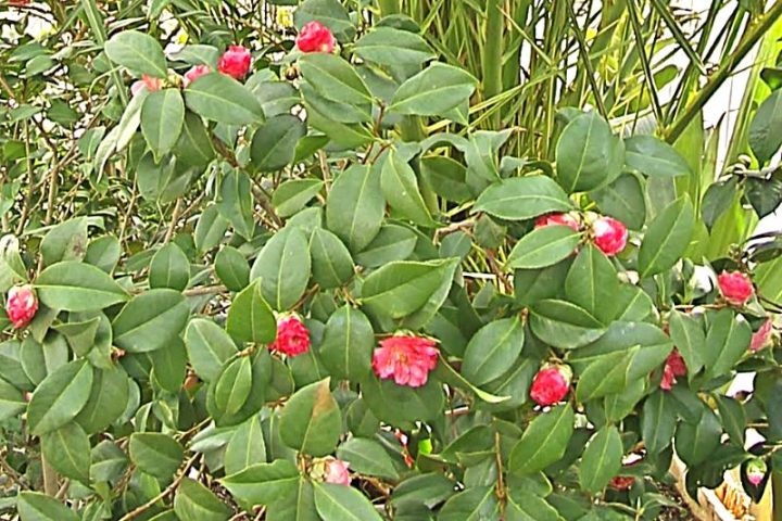 Camellia japonica