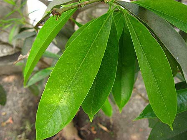 Phaleria macrocarpa 