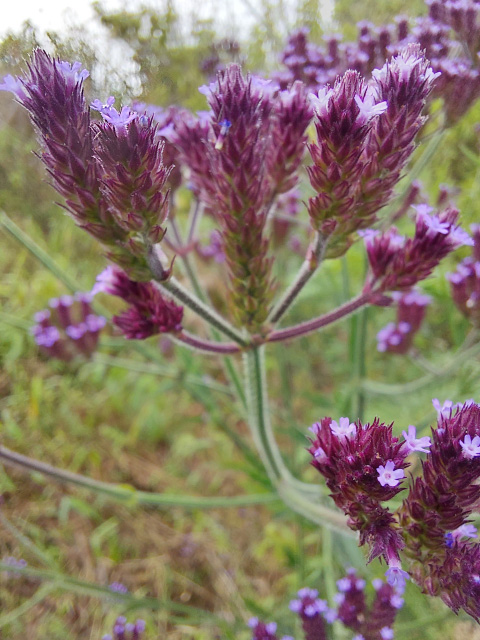 Verbena brasiliensis 