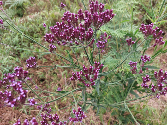 Verbena brasiliensis 