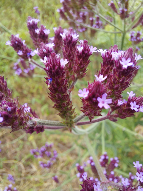 Verbena brasiliensis 