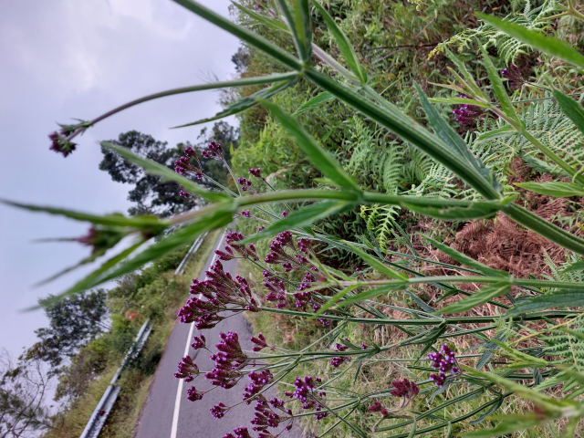 Verbena brasiliensis 