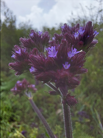 Verbena brasiliensis 